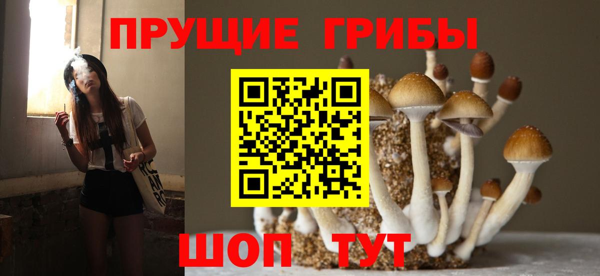 Псилоцибиновые грибы Psilocybine cubensis Сланцы